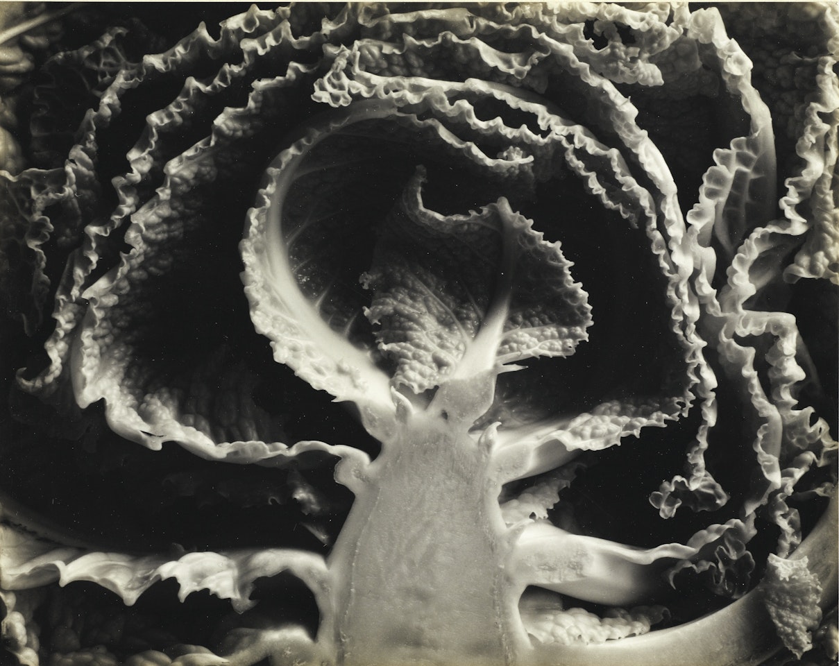 KALE HALVED by Edward Weston
