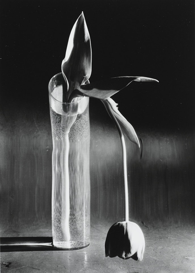 MELANCHOLIC TULIP by André Kertész