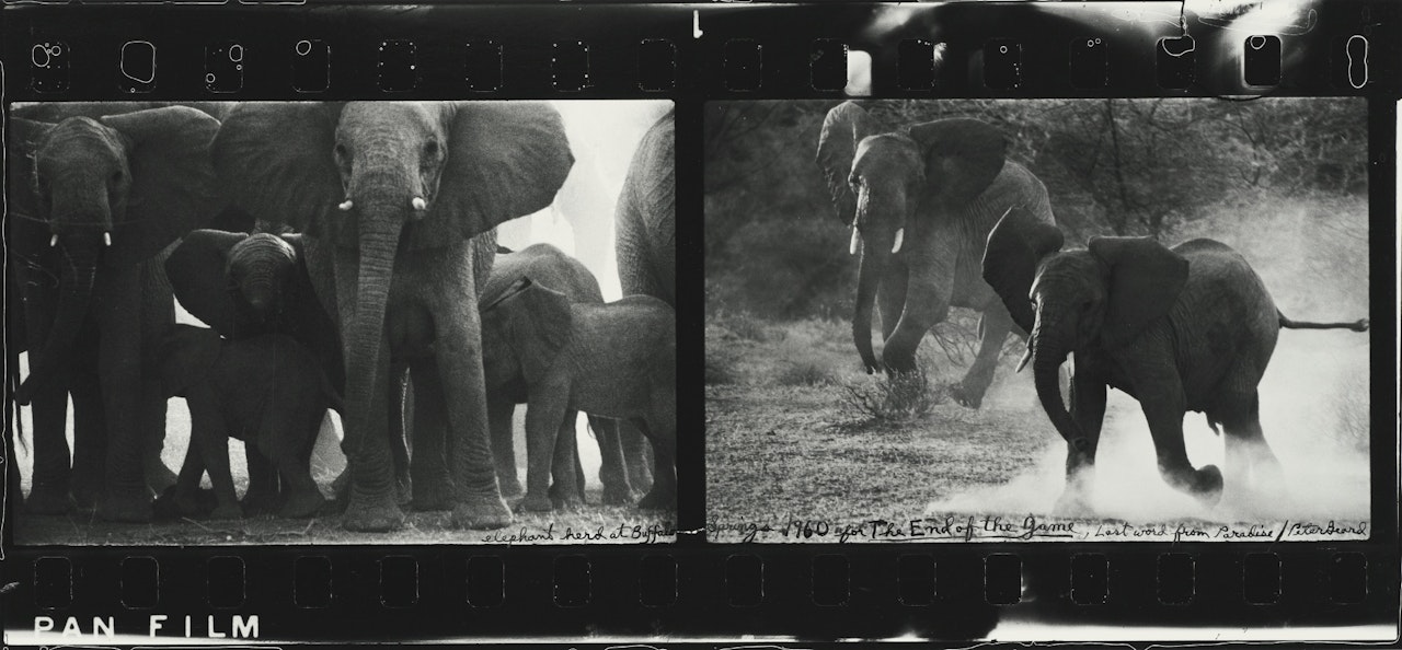ELEPHANT HERD AT BUFFALO SPRINGS' by Peter Beard
