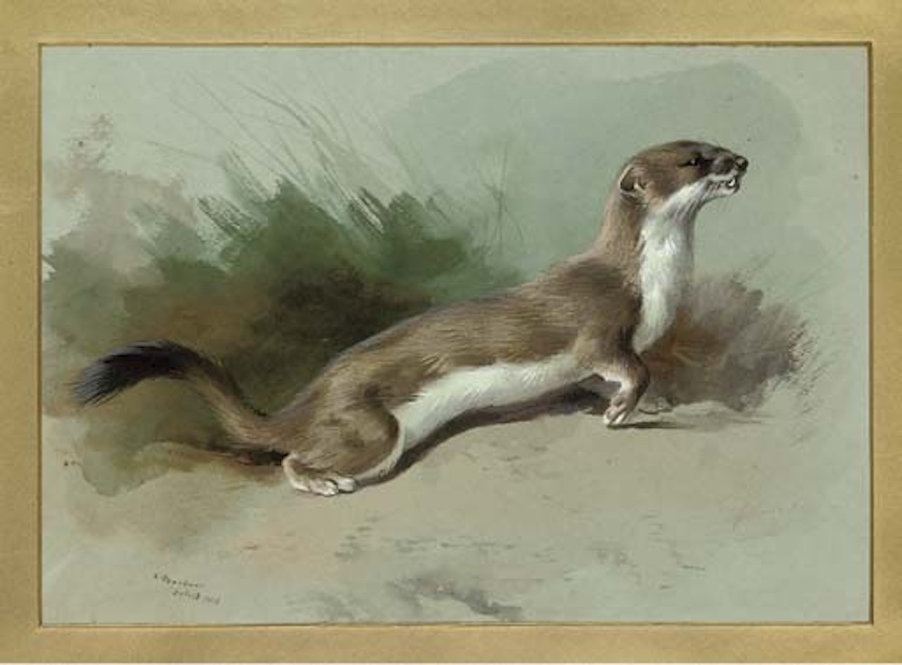 A stoat on the alert by Archibald Thorburn