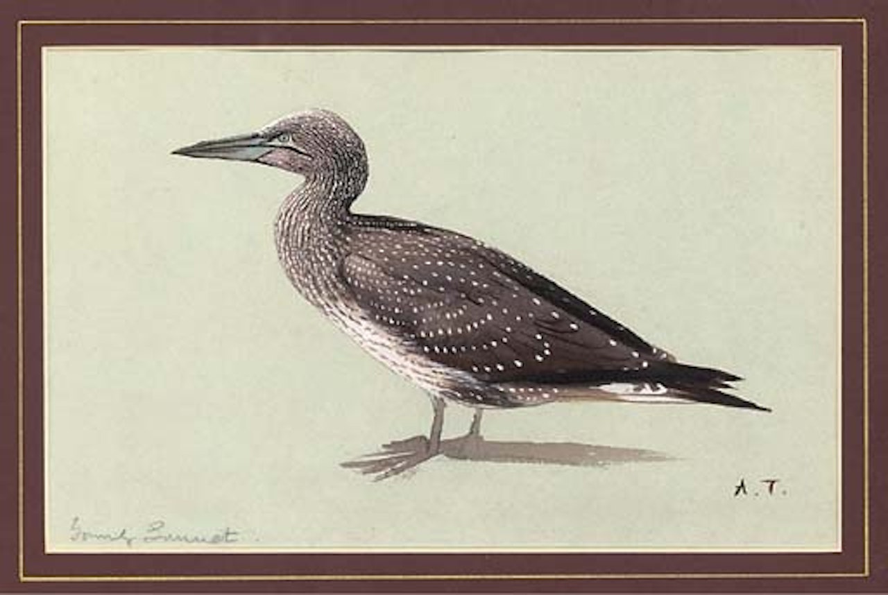 A young gannet by Archibald Thorburn