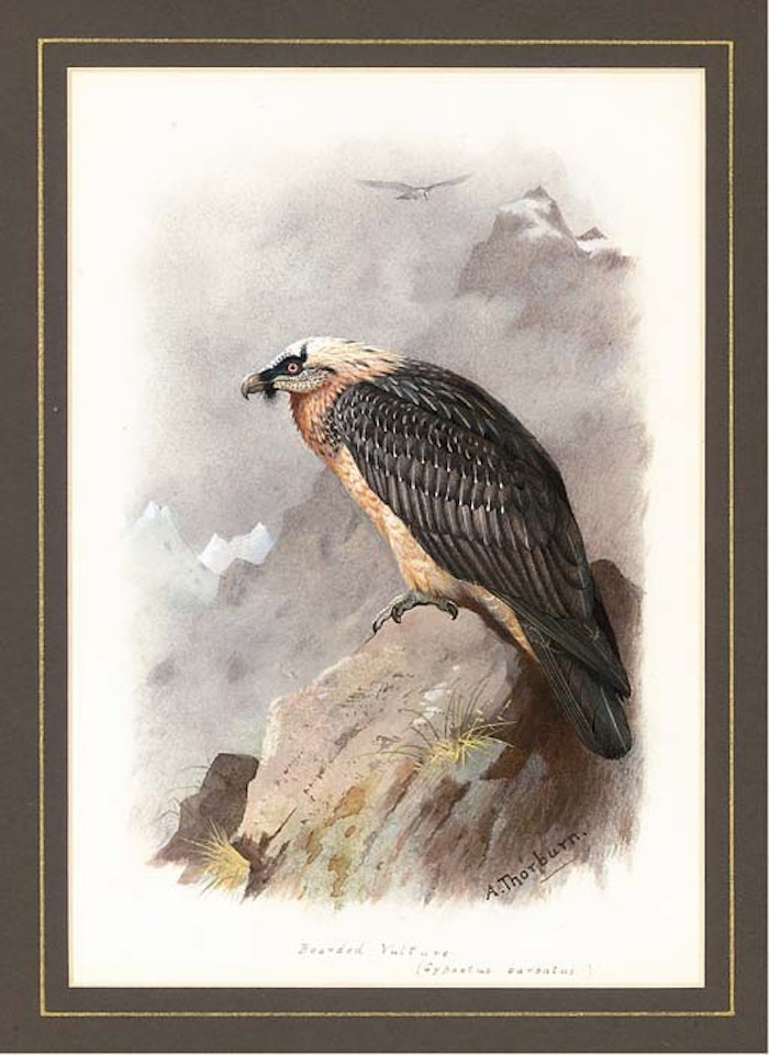 A bearded vulture by Archibald Thorburn