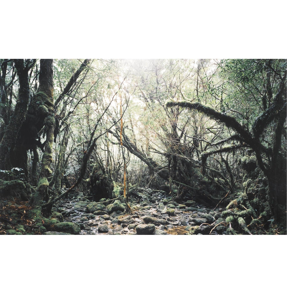Paradise 15, Yakushima, Japan by Thomas Struth