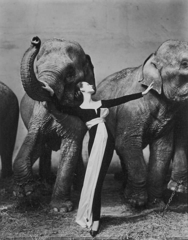 Dovima with elephants, Evening dress by Dior, Cirque d'Hiver, Paris, August 1955 by Richard Avedon