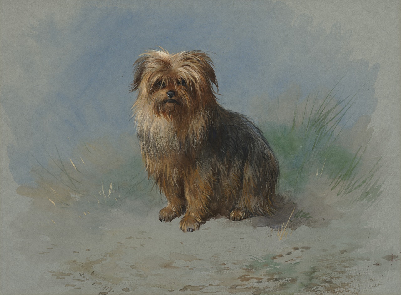 A Norfolk terrier by Archibald Thorburn