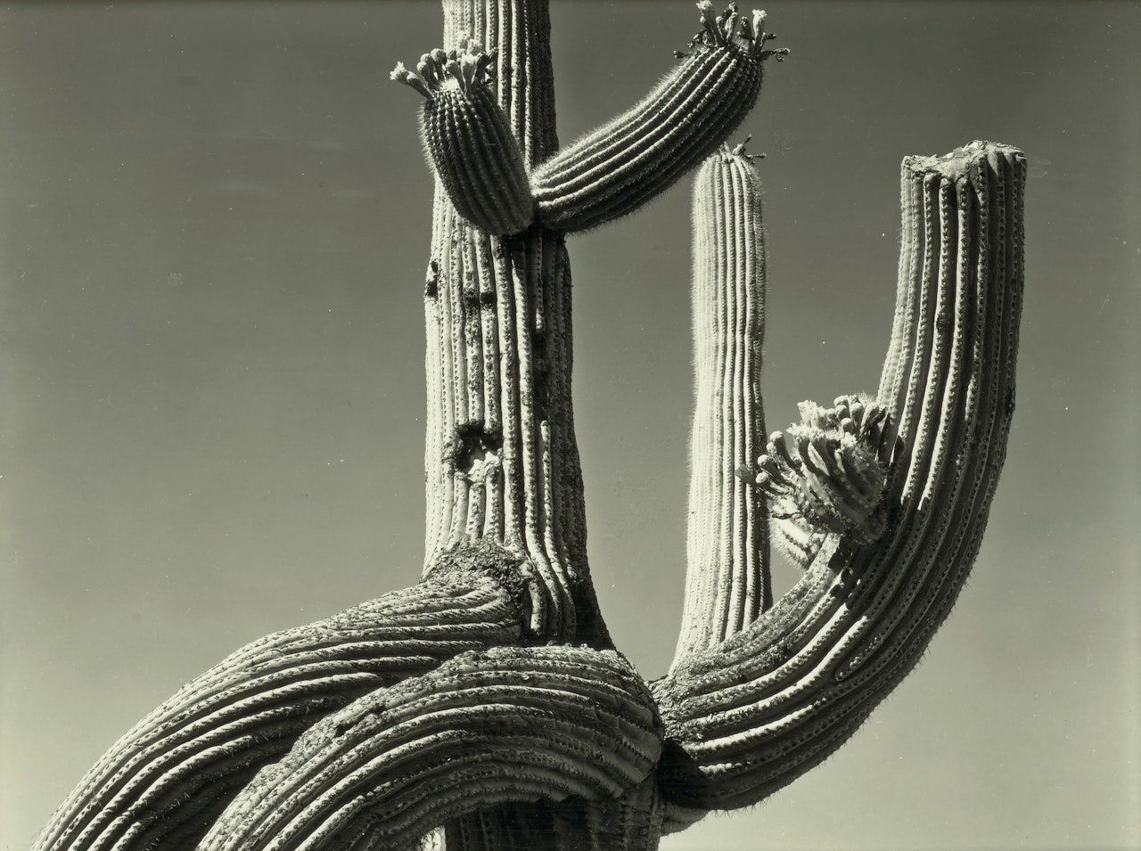 Saguaro by Edward Weston