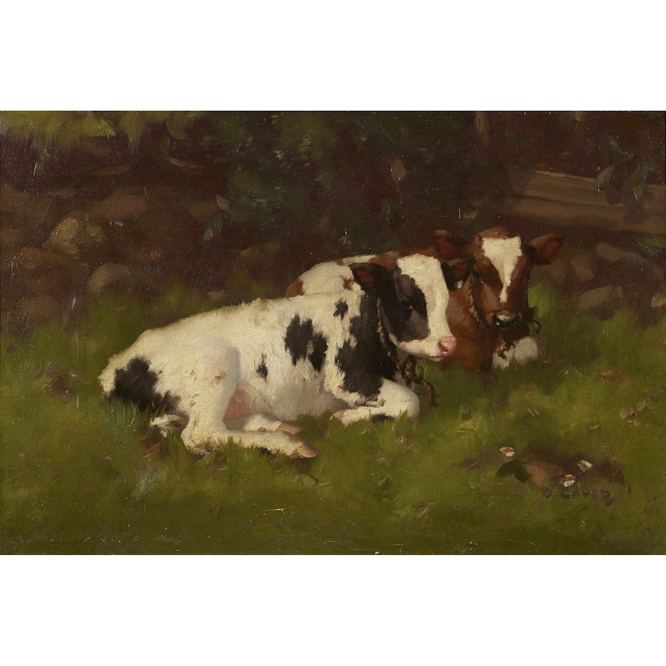 CALVES IN A BYRE by David Gauld
