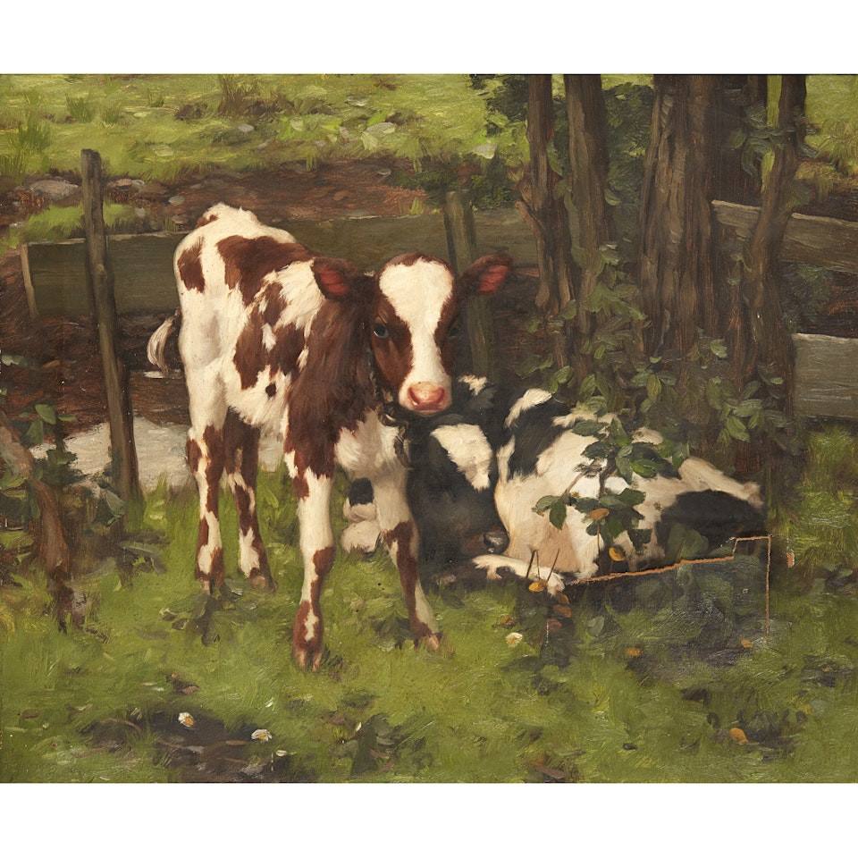 CALVES IN WOODLAND by David Gauld