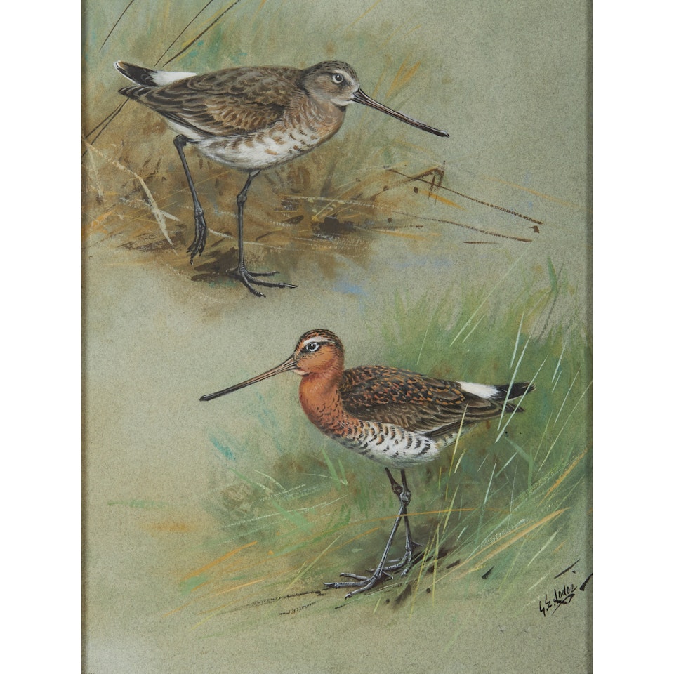 BLACK-TAILED GODWIT by George Edward Lodge