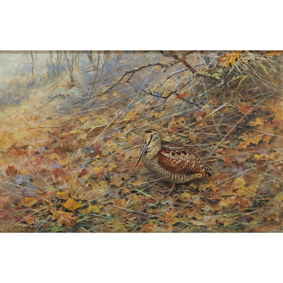 WOODCOCK IN UNDERGROWTH by George Edward Lodge