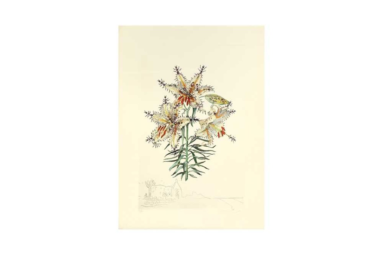 Lilium Auratium Formicans by Salvador Dali