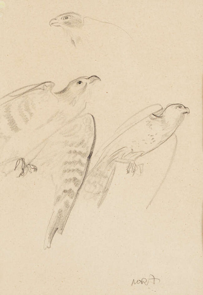 Studies of Falcons by William Russell Flint
