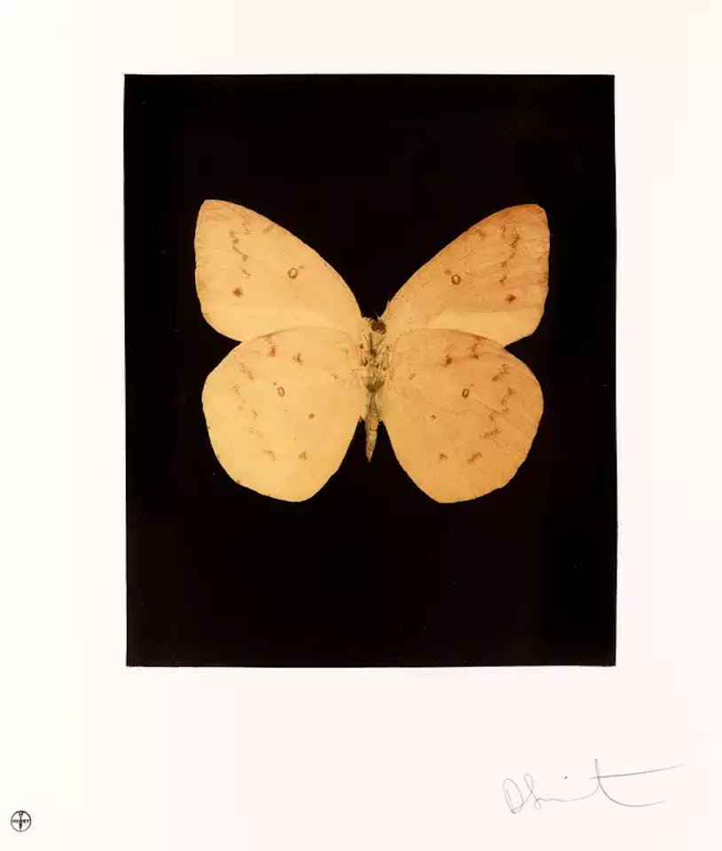 Prosperity by Damien Hirst