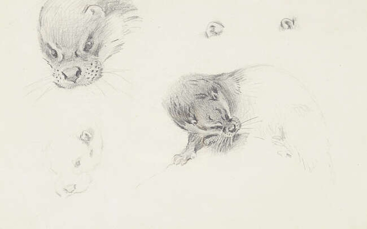 Otter Studies by Archibald Thorburn
