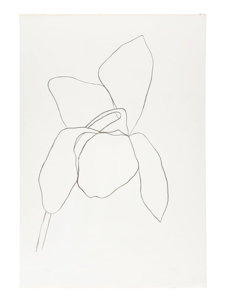 Cyclamen I (from Suite of Plant Lithographs) by Ellsworth Kelly