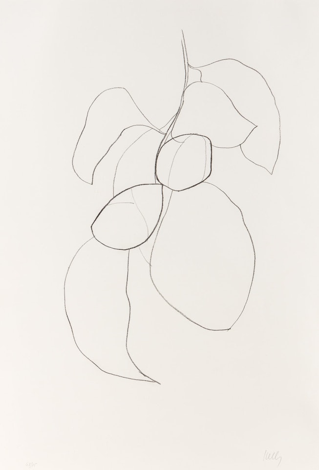 Camellia III (from Suite of Plant Lithographs) by Ellsworth Kelly