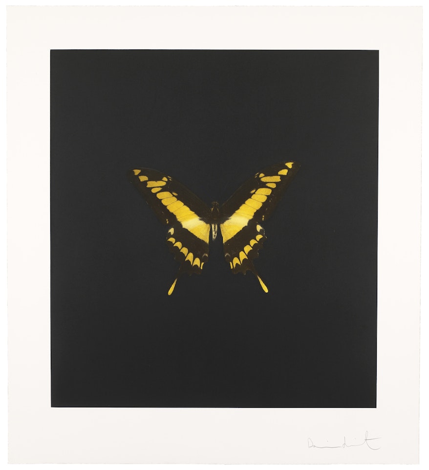 Plate 6, from: The Souls on Jacob's Ladder Take Their Flight by Damien Hirst