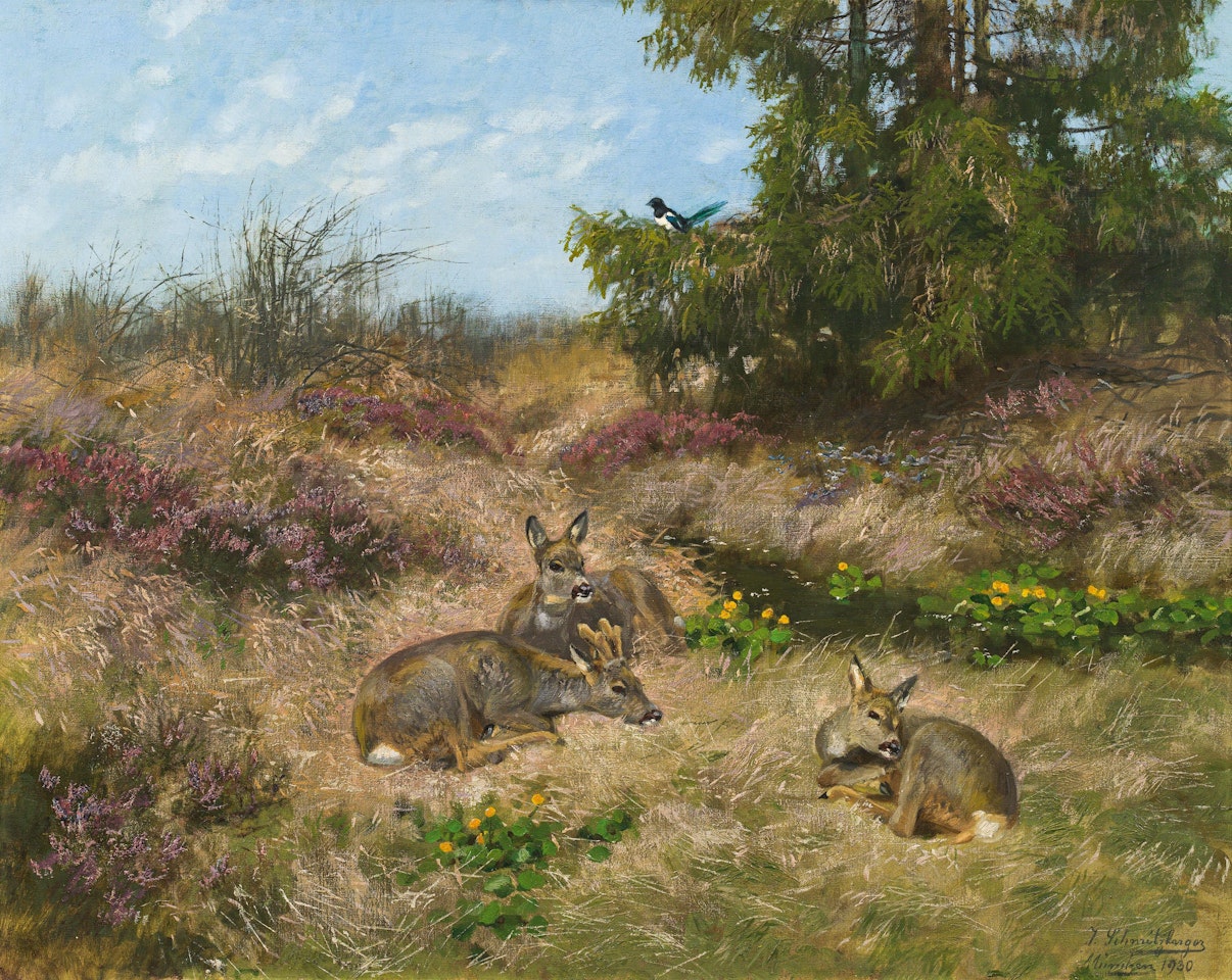 Resting deer by Josef Schmitzberger