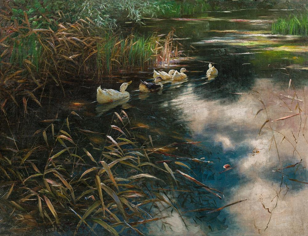 Ducks in the reed by Alexander Koester