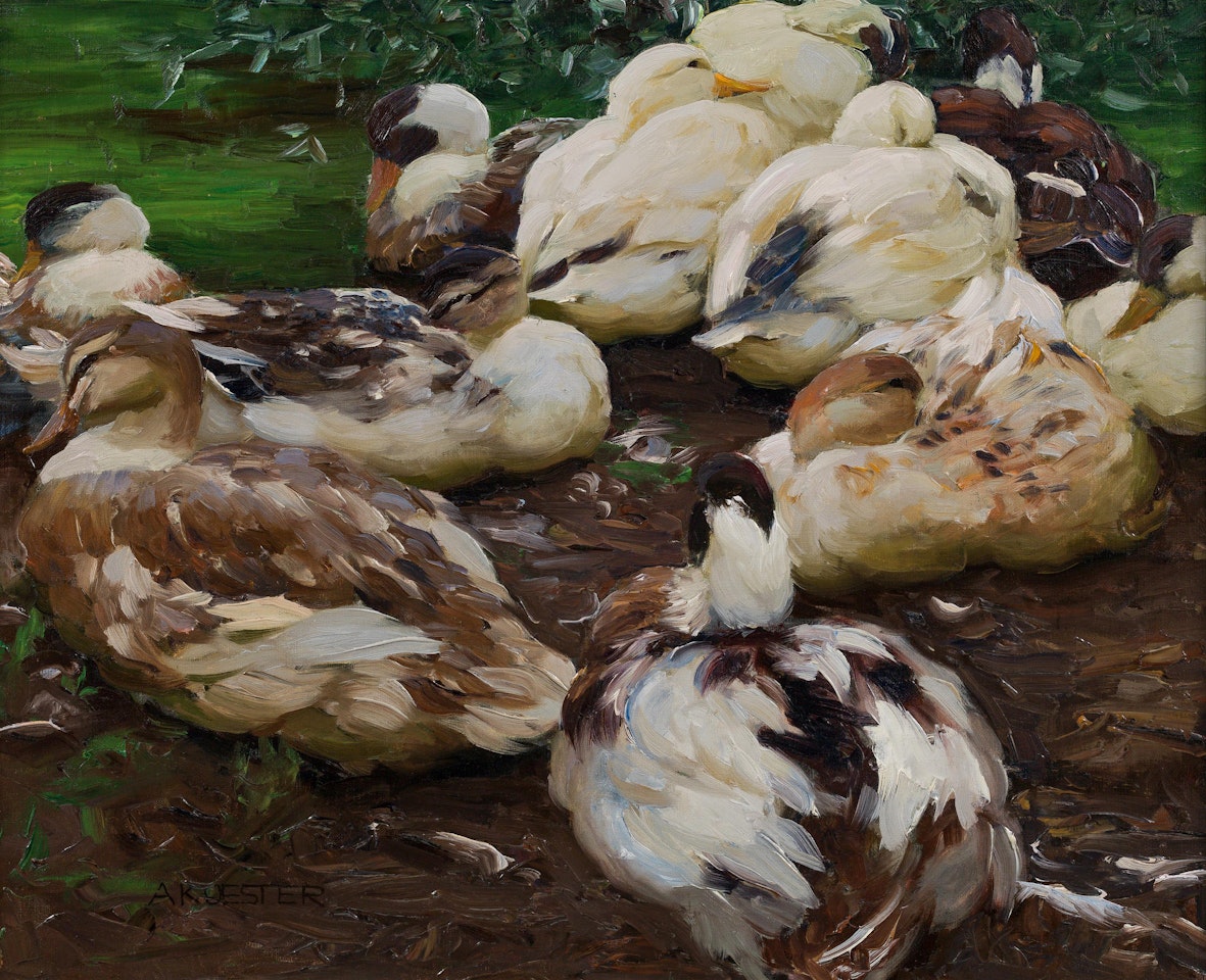 Sleeping ducks by Alexander Koester