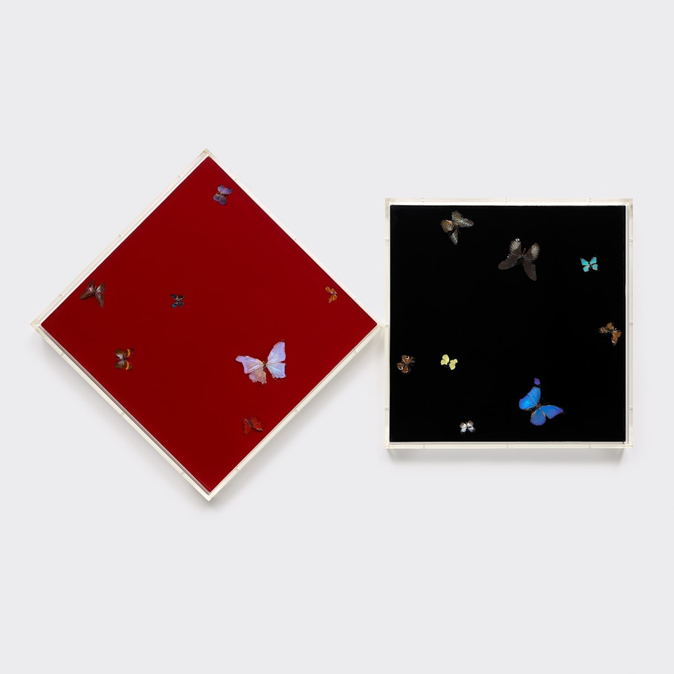 Kill Monster by Damien Hirst