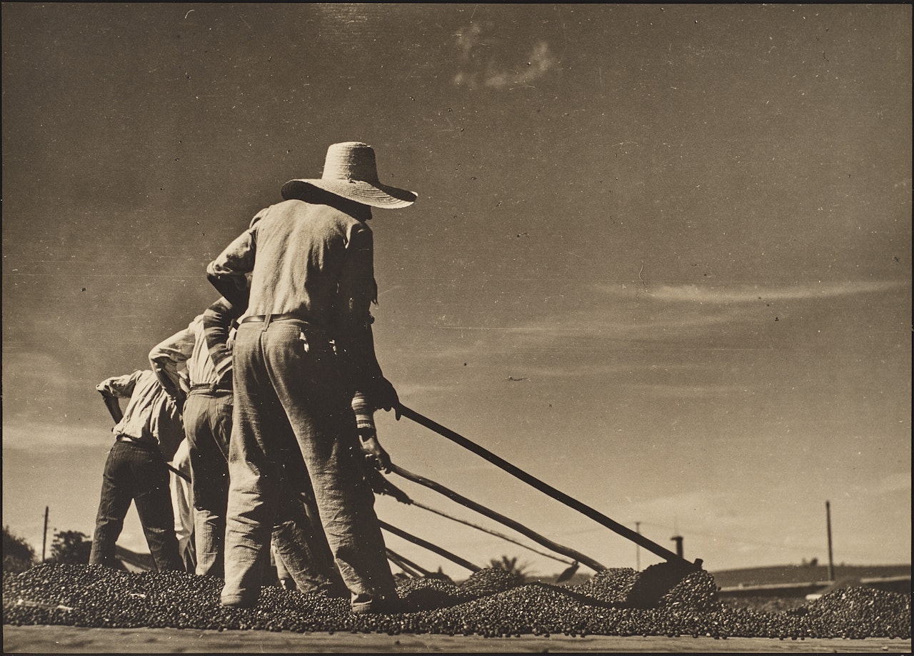Drying Coffee, Ananas, Brazil by Margaret Bourke-White
