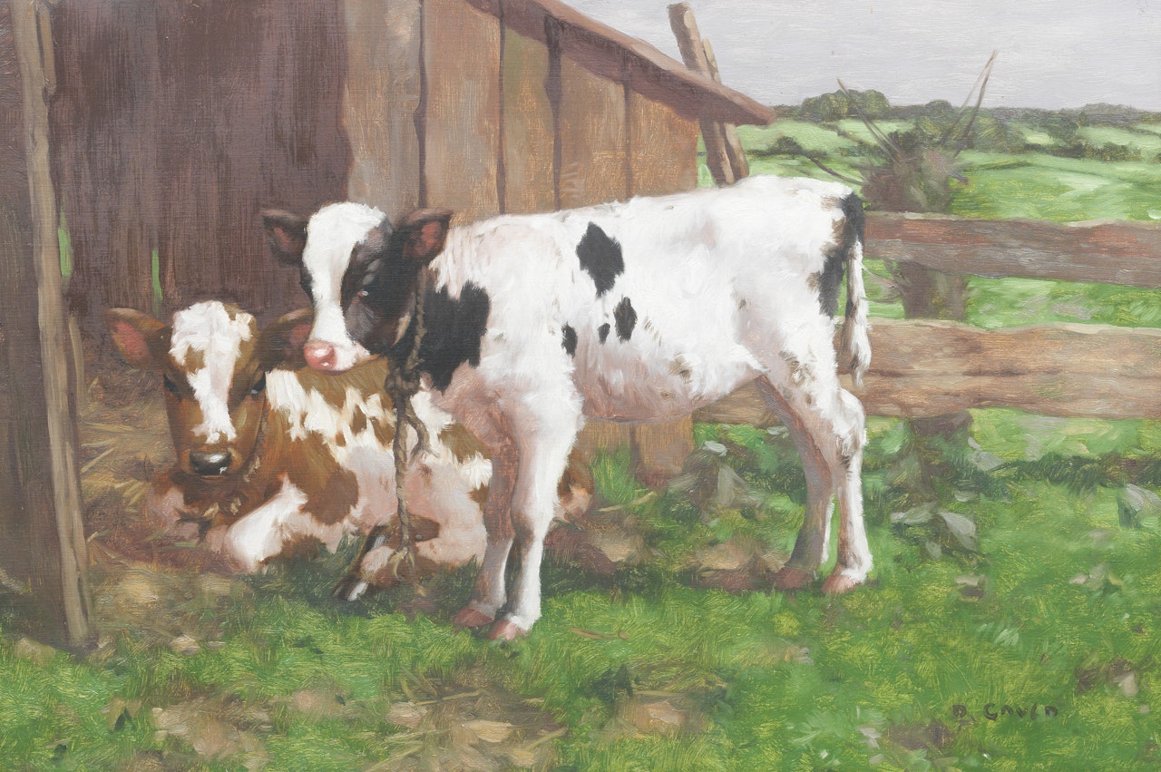 Two Calves by David Gauld