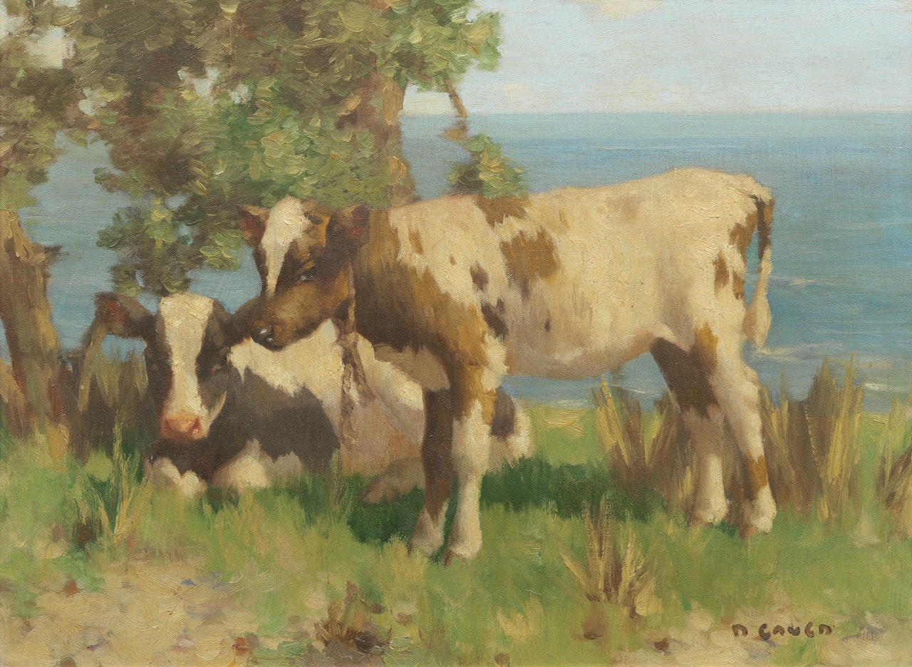 Calves by the Coast by David Gauld