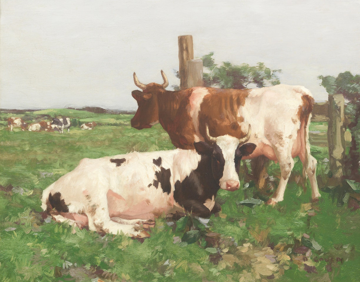 Ayrshire Cattle by David Gauld