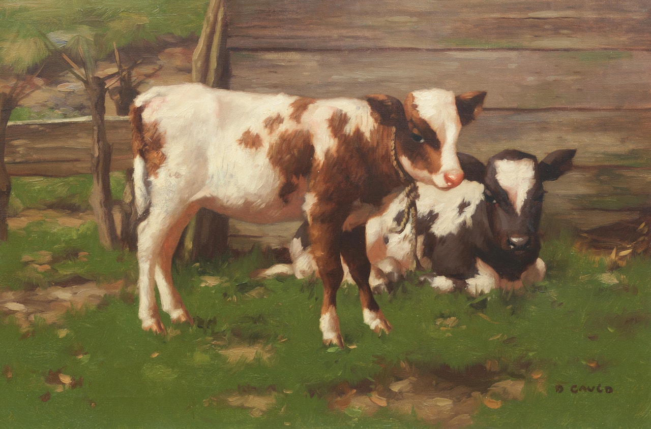 Calves Outside a Barn by David Gauld