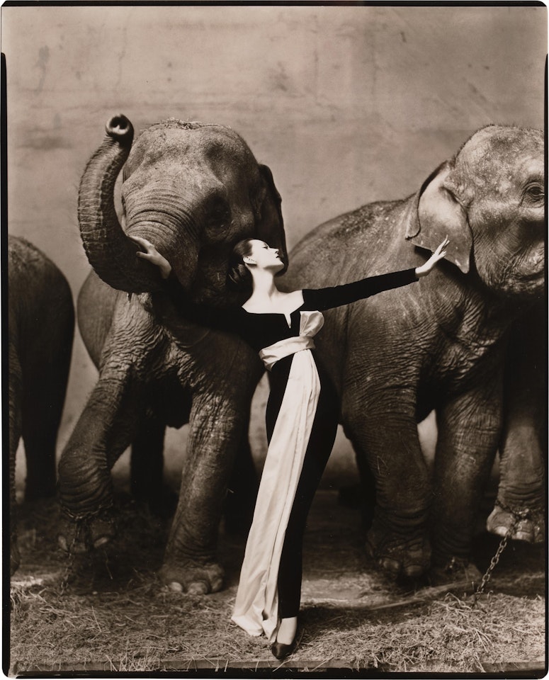 Dovima with elephants, Evening dress by Dior, Cirque d'Hiver, Paris, August 1955 by Richard Avedon