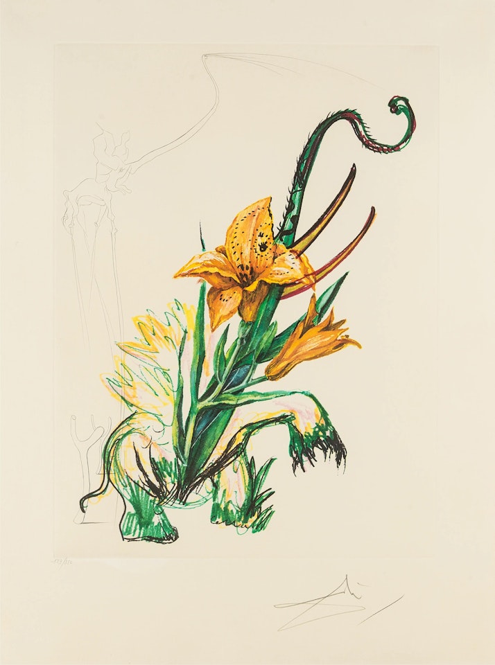 Hemerocallis thumbergii elephanter furiosa, from Surrealistic Flowers (Field 72-7D; M&L 545) by Salvador Dali