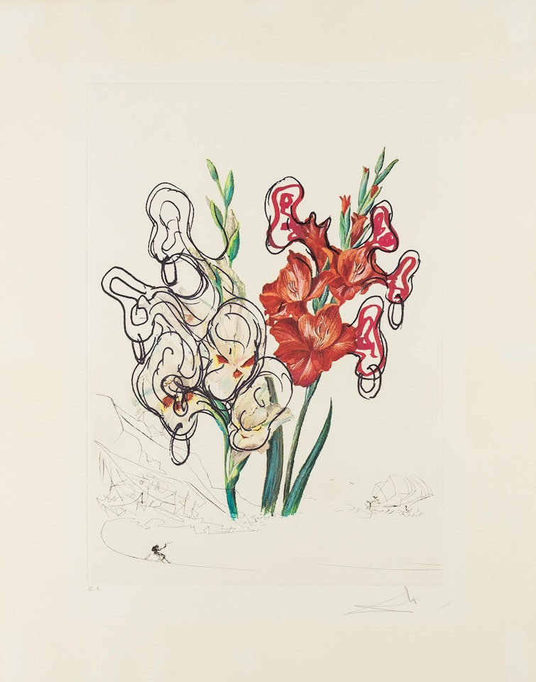 Gladiolus cum aurium corymbo expectantium, from Surrealistic Flowers (Field 72-7G; M&L 541) by Salvador Dali