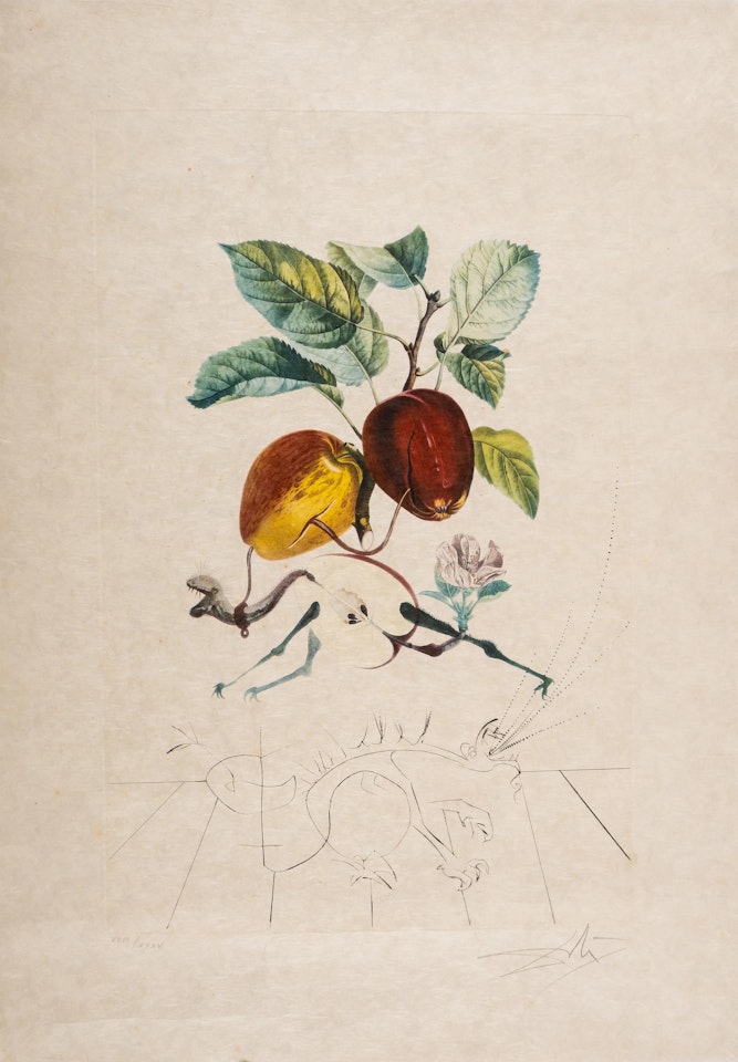 Pomme Dragon, from Flordali (M&L 344a) by Salvador Dali
