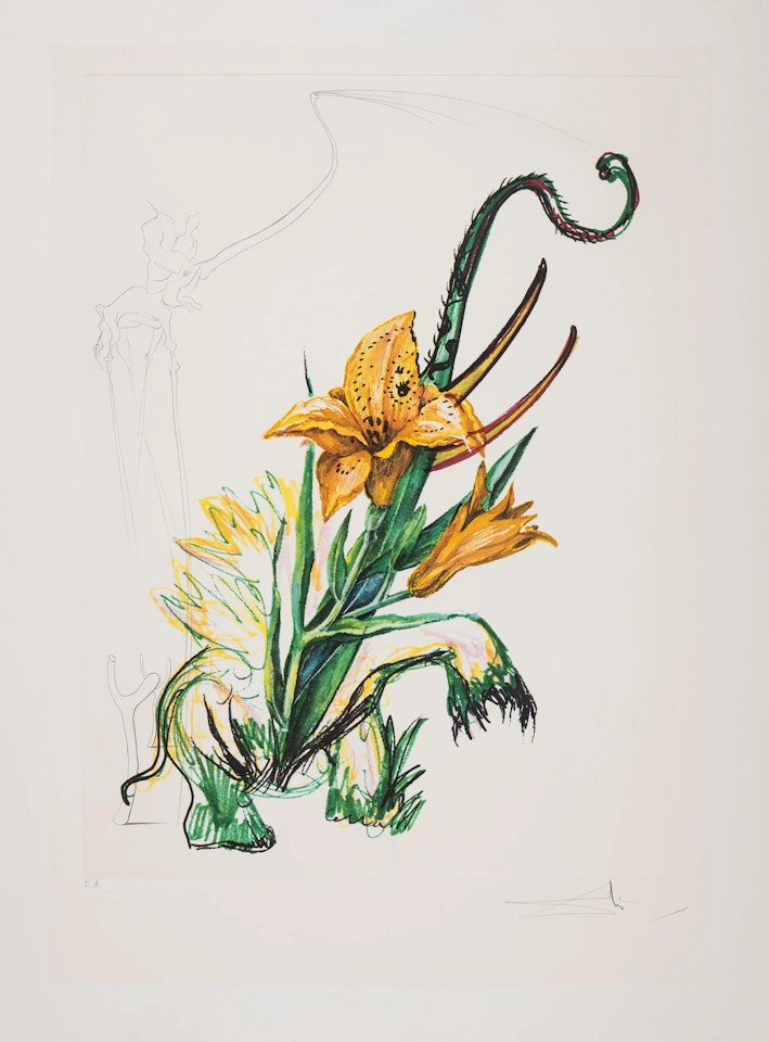Hemerocallis thumbergii elephanter furiosa, from Surrealistic Flowers (Field 72-7D; M&L 545) by Salvador Dali
