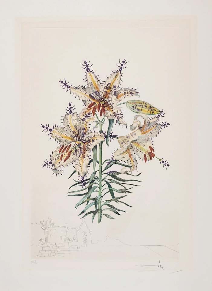 Lilium auratium formicans, from Surrealistic Flowers (Field 72-7K; M&L 548) by Salvador Dali