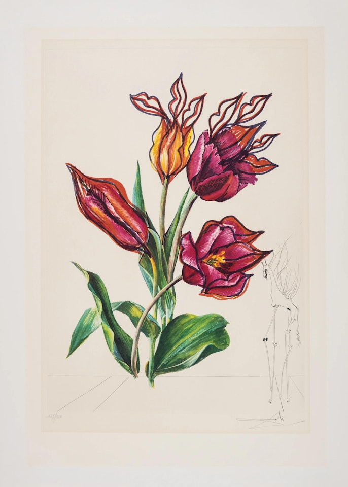 Tulipa crudeliter basiantes, from Surrealistic Flowers (Field 72-7E; M&L 550) by Salvador Dali