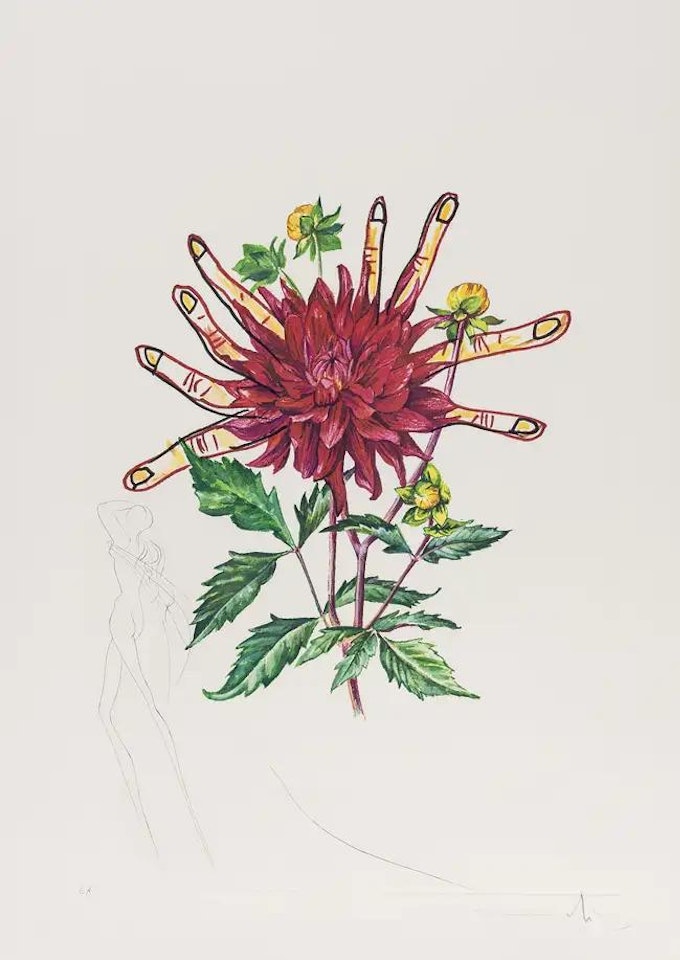 Dahlia Rapax (from Surrealistic Flowers) (Field 72-7-H; M&L538) by Salvador Dali