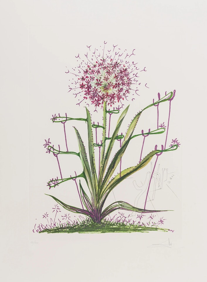 Allium Christophi Aurium (Field 72-7-I) by Salvador Dali