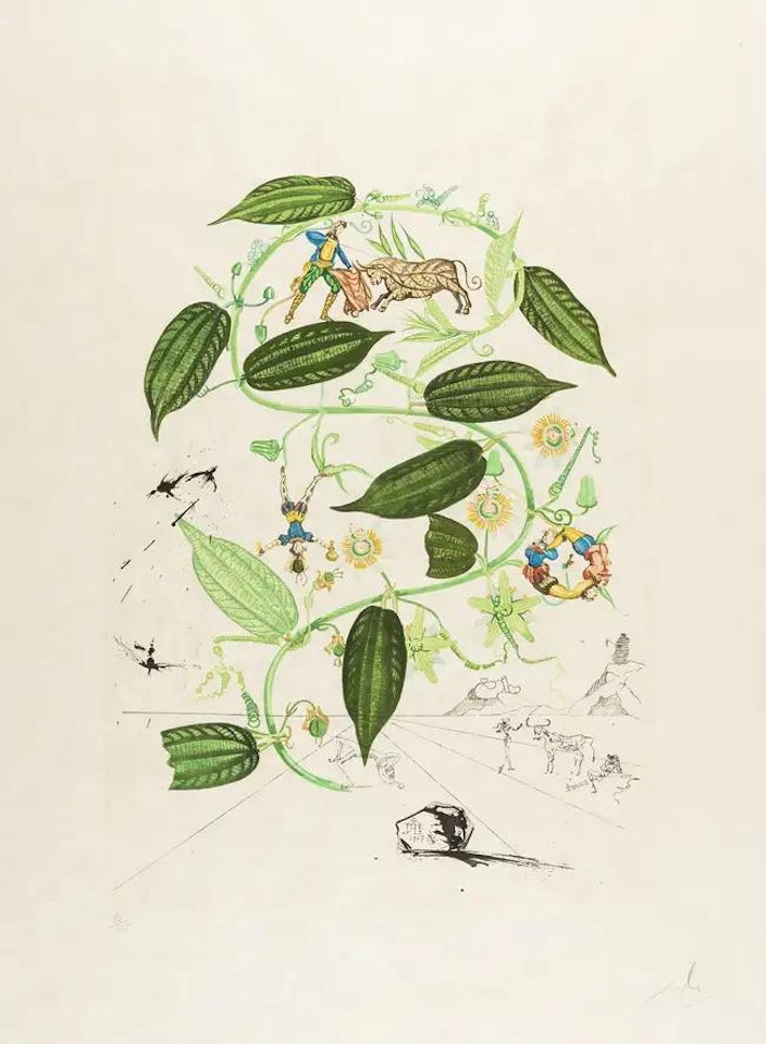 Passiflore (Passion Flower) (Field 68-3H; M&L 235c) by Salvador Dali
