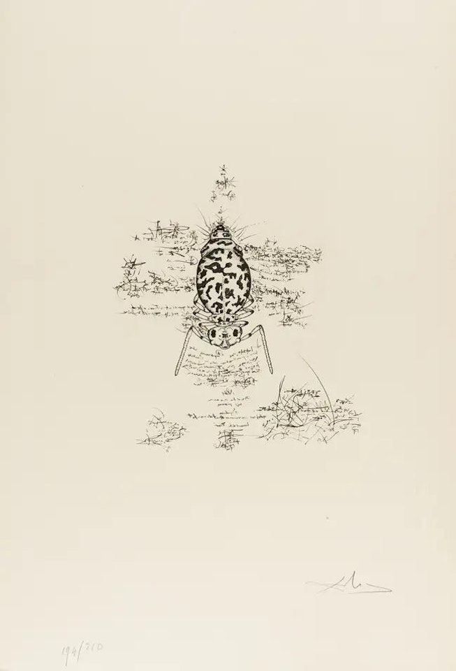 Immortalité du Dalianus Galae (M & L 567b; Field 73-20A) by Salvador Dali