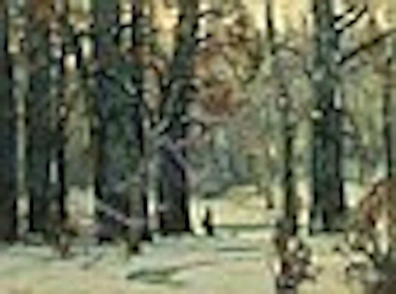 Winter Woodland by John Fabian Carlson