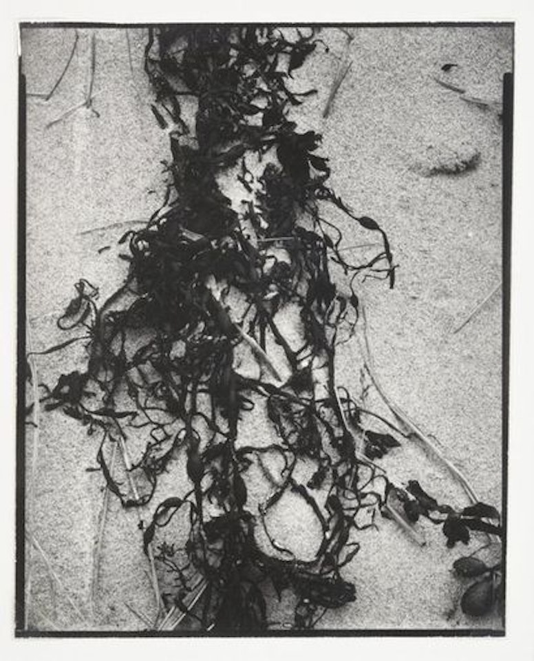 Dried Seaweed, New England by Paul Strand