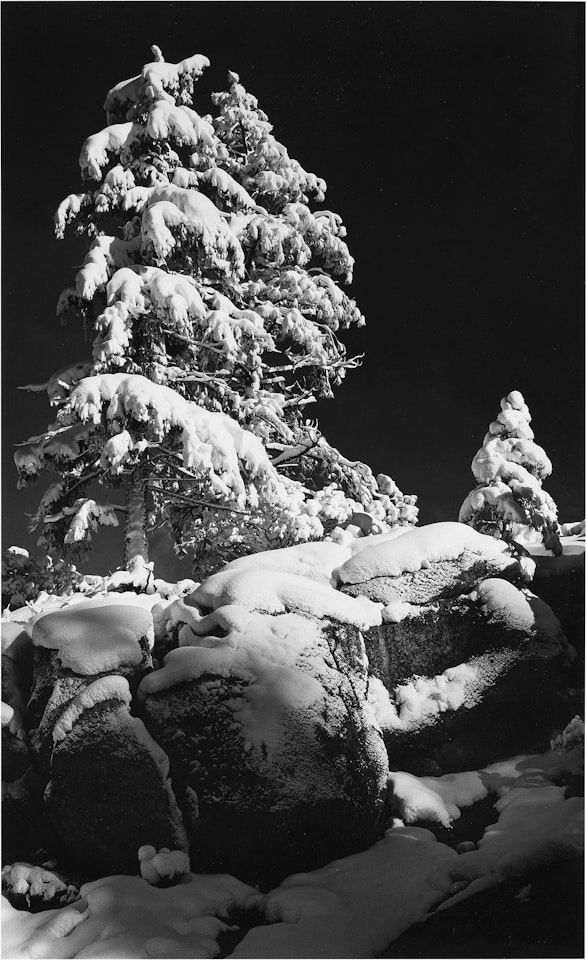 Snow Covered Tree by Ansel Adams