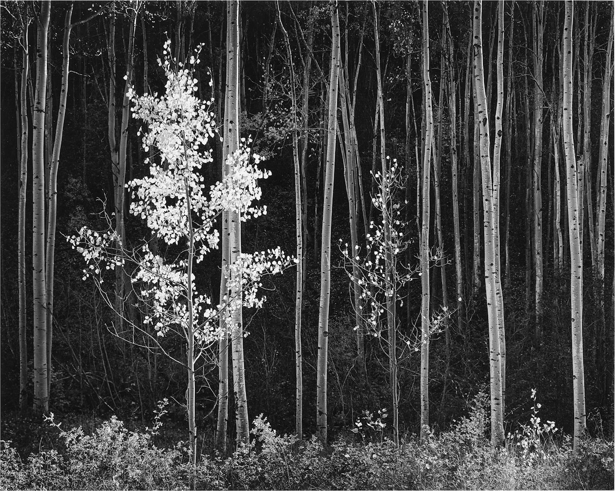 Aspens, Northern New Mexico (from Portfolio VII) by Ansel Adams