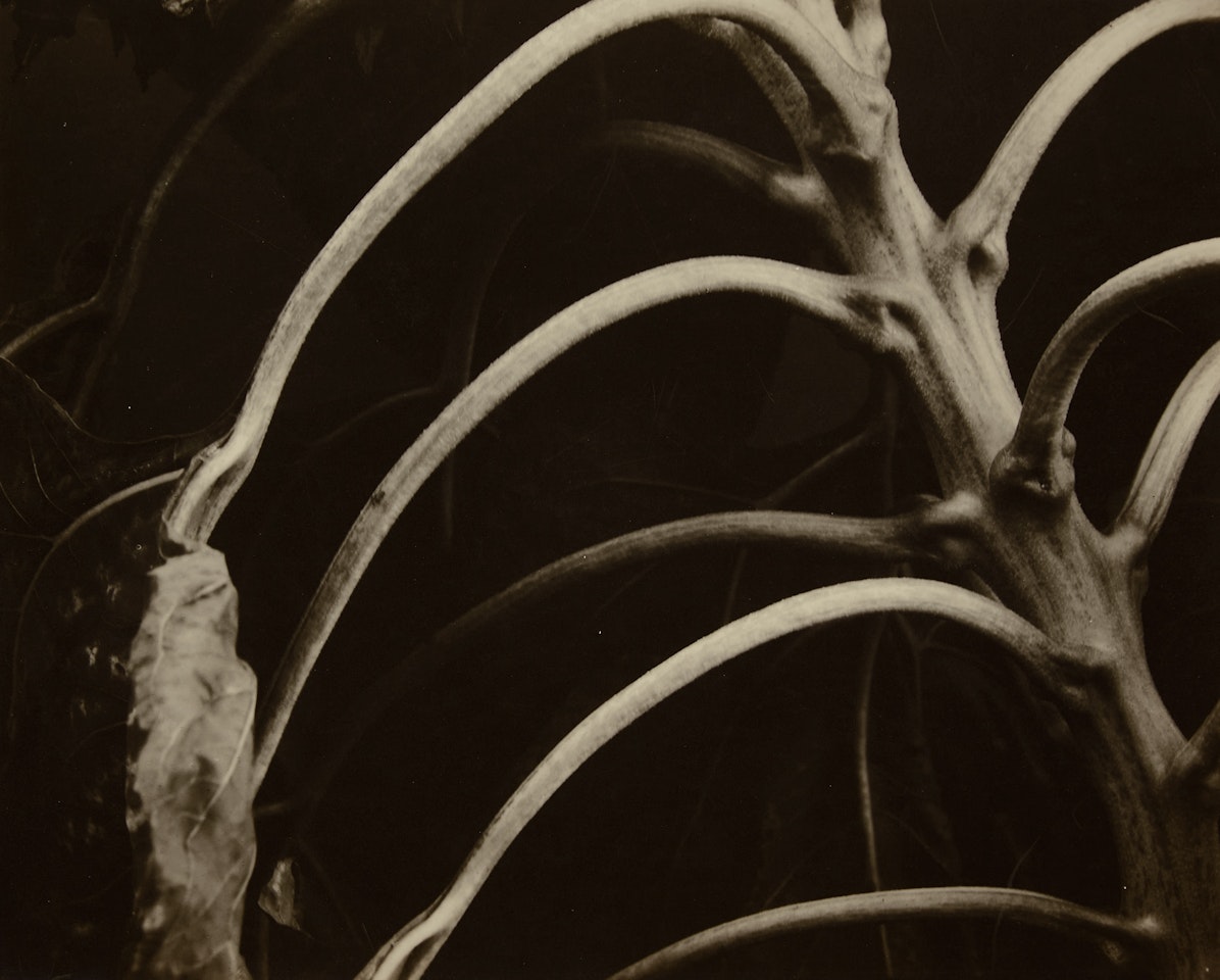 Backbone and Ribs of a Sunflower by Edward Steichen