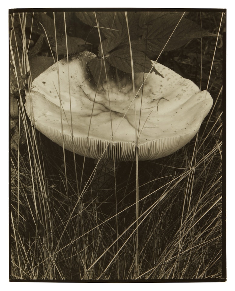 Toadstool and Grasses, Maine by Paul Strand