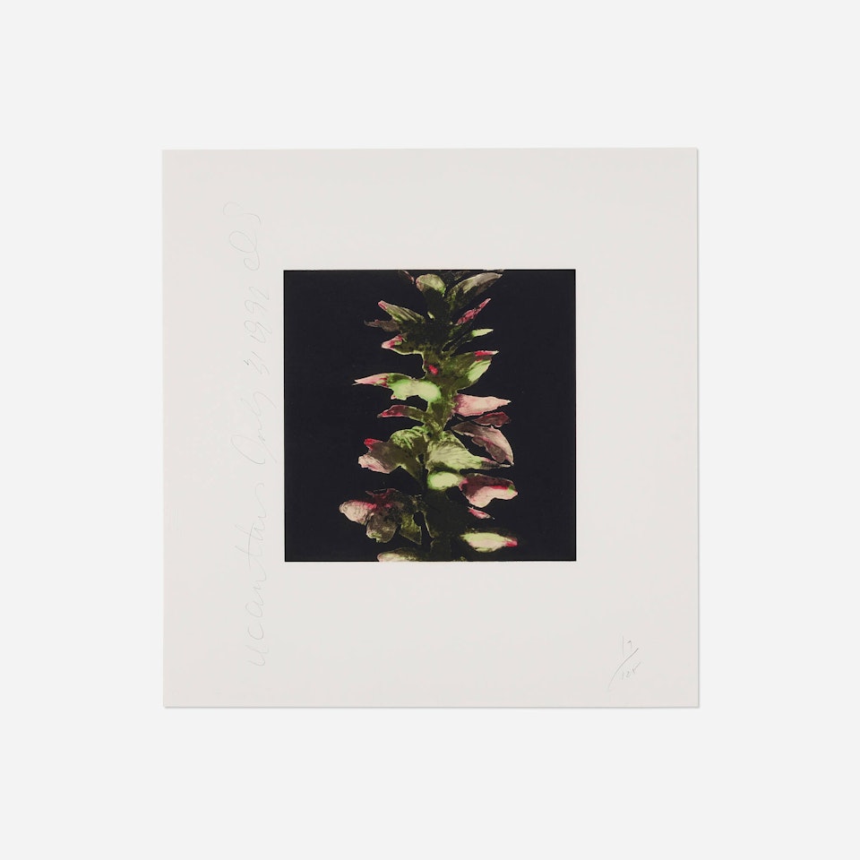 Acanthus (from the Fruits and Flowers III series) by Donald Sultan