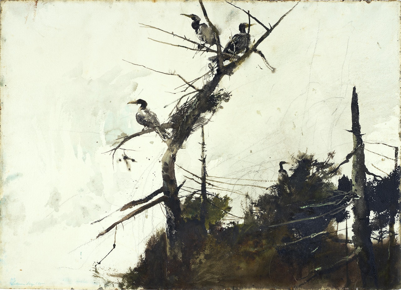 Cormorants  by Andrew Wyeth