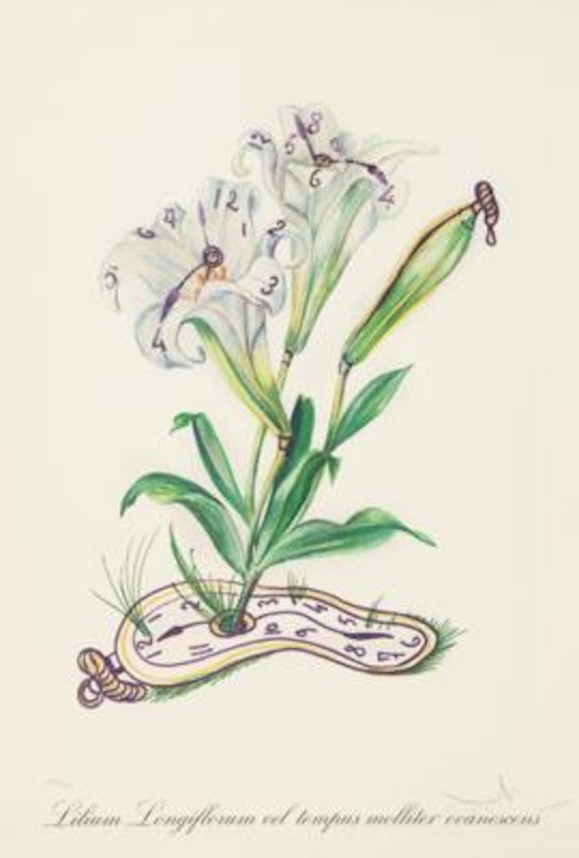 "Lilium longiflorum vel tempus" by Salvador Dali